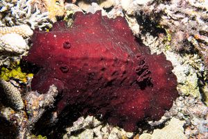 Hill's side-gill slug