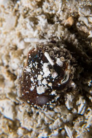 Dendropoma