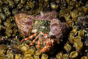 Pale Anemone Hermit Crab