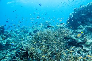 Staghorn Coral
