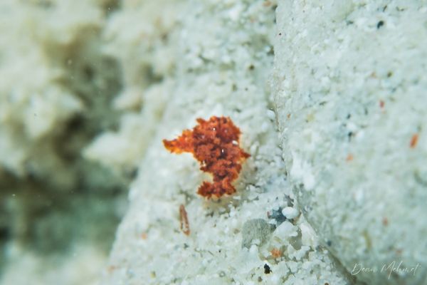 BoiBoiWaga Island encounter 16