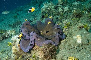 Saddleback Anemonefish