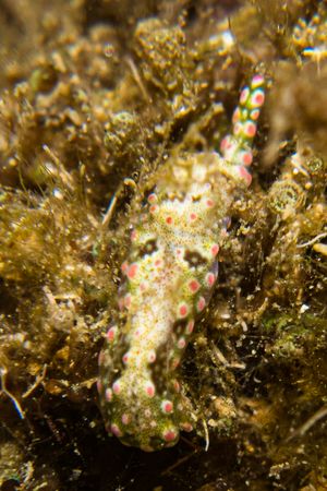 Odontoglaja guamensis