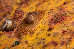Notocochlis cernica