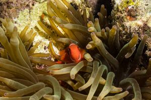 Spine-cheek Clownfish