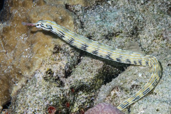 Tawali Resort House Reef encounter 7
