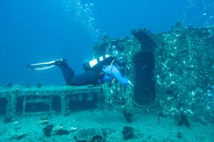 Giant Barrel Sponge
