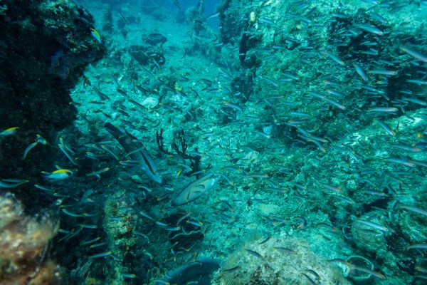HMAS Swan encounter 40