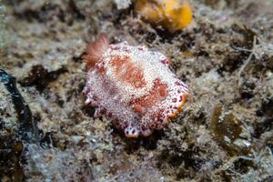 Goniobranchus albopunctatus
