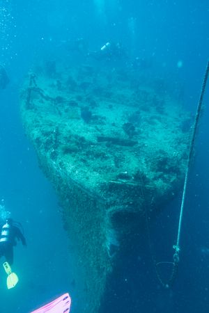 Giant Barrel Sponge