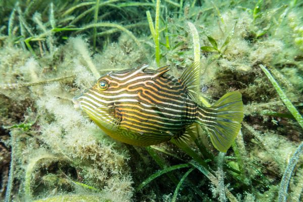Busselton Jetty encounter 27