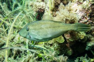 Spinytail Leatherjacket