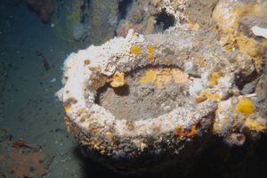 Reef Decorator Crab