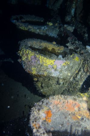 California Boring Sponge